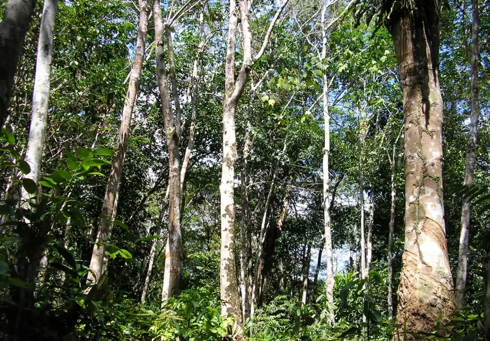 Budi Tamora Permai Terus Sasar Pasar Jepang